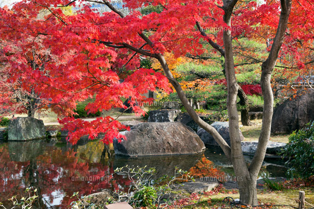 紅葉の好古園
(c)YOSHITSUGU NISHIGAKI/SEBUN PHOTO