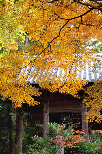 紅葉の書写山園教寺
(c)YOSHITSUGU NISHIGAKI/SEBUN PHOTO