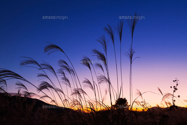 ススキと曽爾高原夕景
(c)YOSHITSUGU NISHIGAKI/SEBUN PHOTO