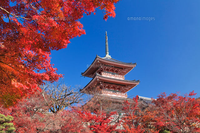 紅葉と清水寺三重塔
(c)YOSHITSUGU NISHIGAKI/SEBUN PHOTO