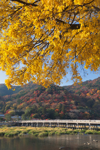 秋の嵐山と渡月橋
(c)YOSHITSUGU NISHIGAKI/SEBUN PHOTO