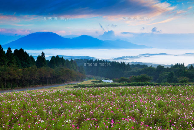 朝のコスモス畑と蒜山高原
(c)YOSHITSUGU NISHIGAKI/SEBUN PHOTO