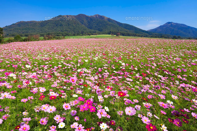 コスモス畑と蒜山
(c)YOSHITSUGU NISHIGAKI/SEBUN PHOTO