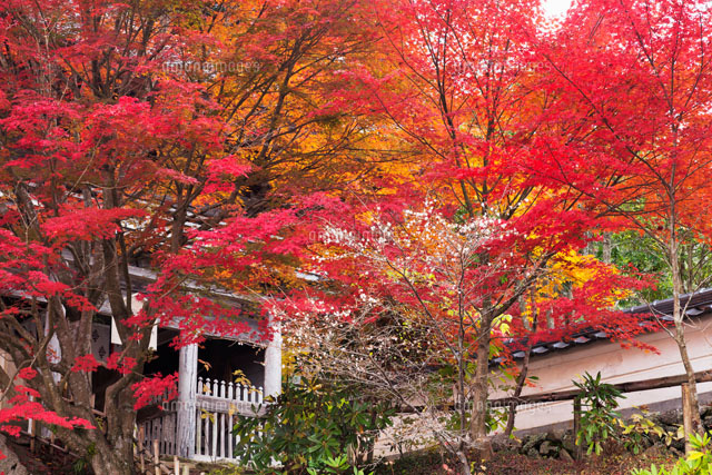 普門寺の紅葉と四季桜
(c)YOSHITSUGU NISHIGAKI/SEBUN PHOTO