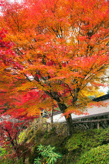 普門寺の紅葉
(c)YOSHITSUGU NISHIGAKI/SEBUN PHOTO