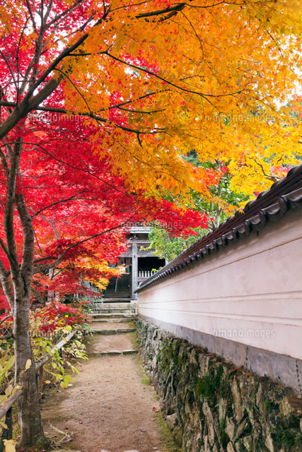 普門寺の紅葉
(c)YOSHITSUGU NISHIGAKI/SEBUN PHOTO