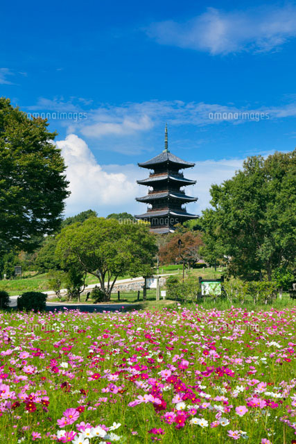コスモスと備中国分寺
(c)YOSHITSUGU NISHIGAKI/SEBUN PHOTO