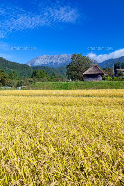 秋の田園と民家と大山
(c)YOSHITSUGU NISHIGAKI/SEBUN PHOTO