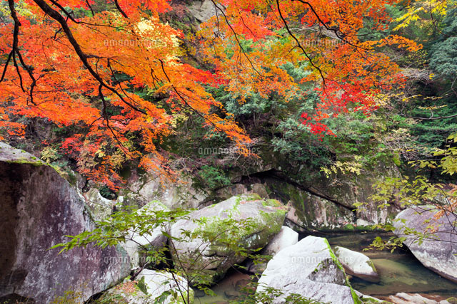 紅葉の鬼の舌震
(c)YOSHITSUGU NISHIGAKI/SEBUN PHOTO