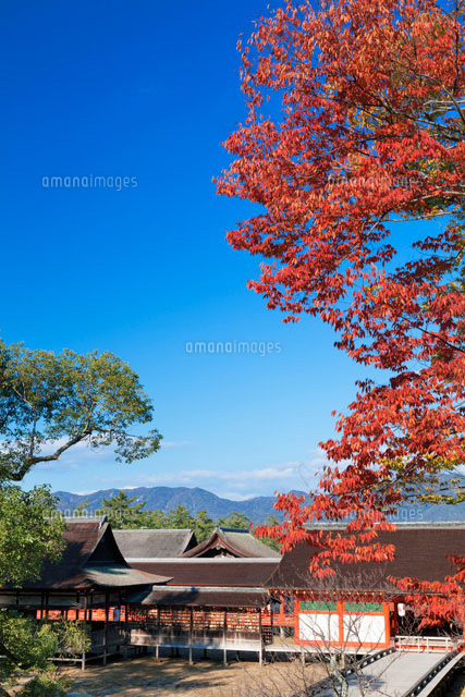 秋の厳島神社
(c)YOSHITSUGU NISHIGAKI/SEBUN PHOTO