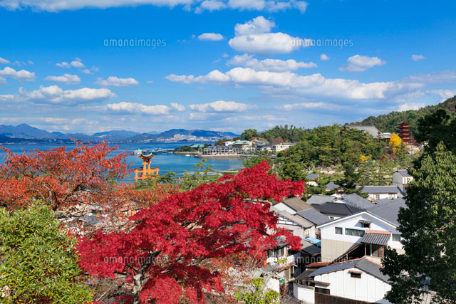 秋の厳島神社大鳥居
(c)YOSHITSUGU NISHIGAKI/SEBUN PHOTO