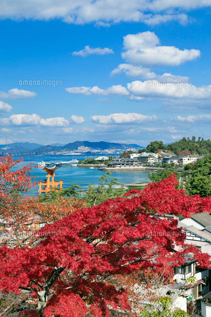 秋の厳島神社大鳥居
(c)YOSHITSUGU NISHIGAKI/SEBUN PHOTO