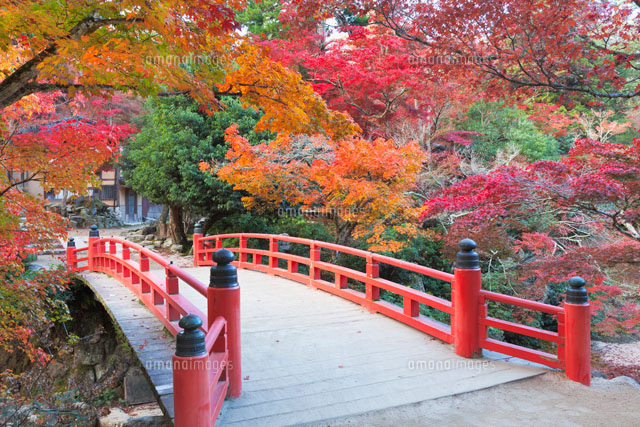 秋の紅葉谷公園
(c)YOSHITSUGU NISHIGAKI/SEBUN PHOTO