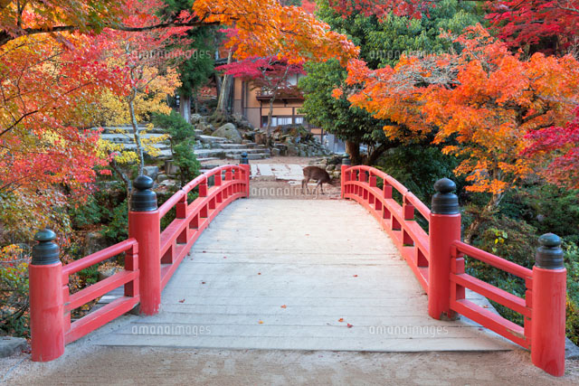 秋の紅葉谷公園
(c)YOSHITSUGU NISHIGAKI/SEBUN PHOTO