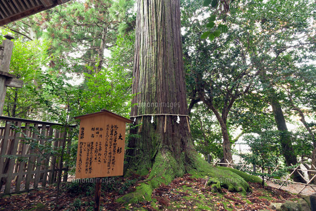 須佐神社の大杉
(c)YOSHITSUGU NISHIGAKI/SEBUN PHOTO