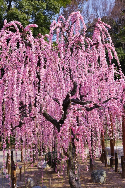 しだれ梅の咲く結城神社
(c)YOSHITSUGU NISHIGAKI/SEBUN PHOTO