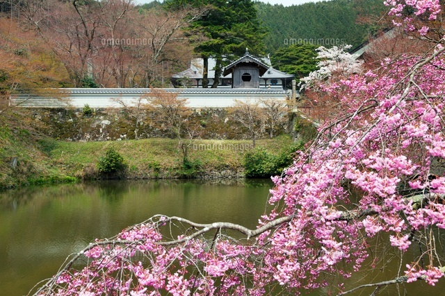 桜と円通寺
(c)YOSHITSUGU NISHIGAKI/SEBUN PHOTO
