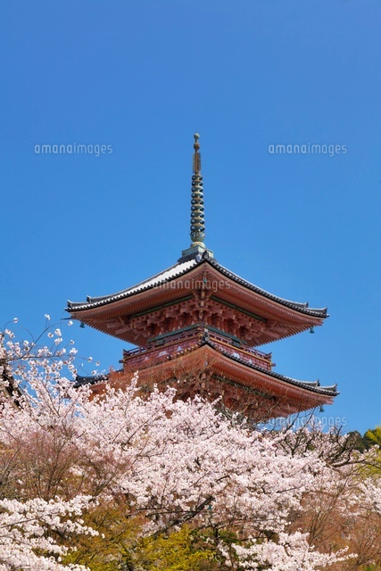 桜と清水寺三重塔
(c)YOSHITSUGU NISHIGAKI/SEBUN PHOTO