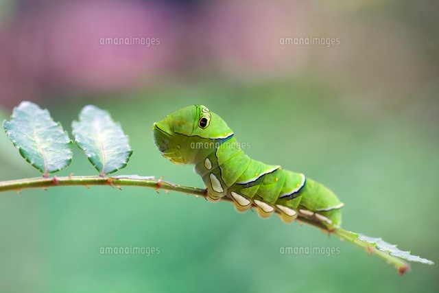 アゲハチョウの幼虫
(c)YOSHITSUGU NISHIGAKI/SEBUN PHOTO