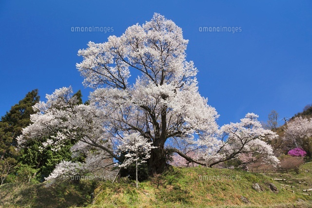 仏隆寺千年桜
(c)YOSHITSUGU NISHIGAKI/SEBUN PHOTO