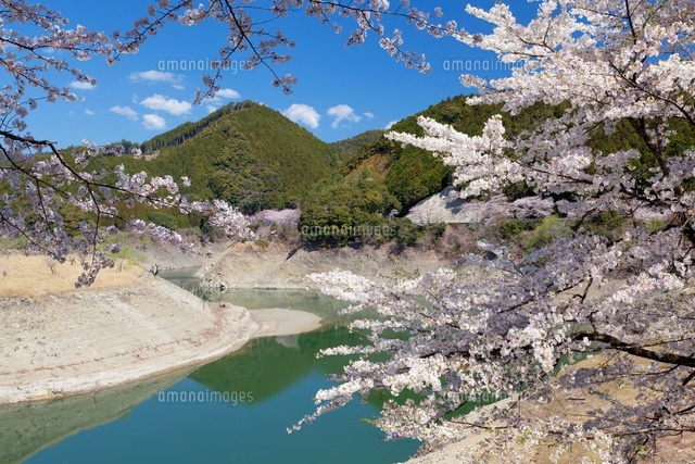 佐田桜と七川ダム
(c)YOSHITSUGU NISHIGAKI/SEBUN PHOTO