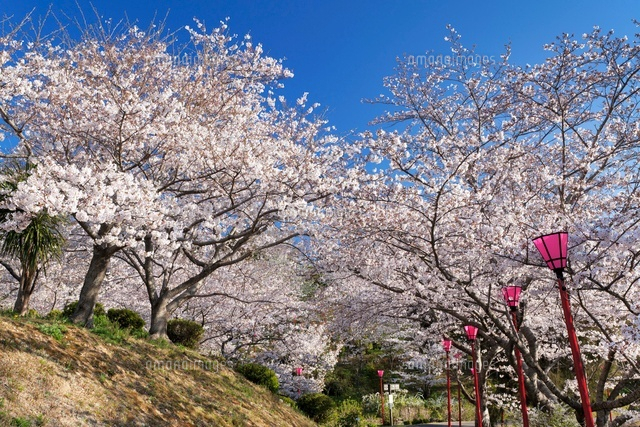 桜咲く平草原公園
(c)YOSHITSUGU NISHIGAKI/SEBUN PHOTO