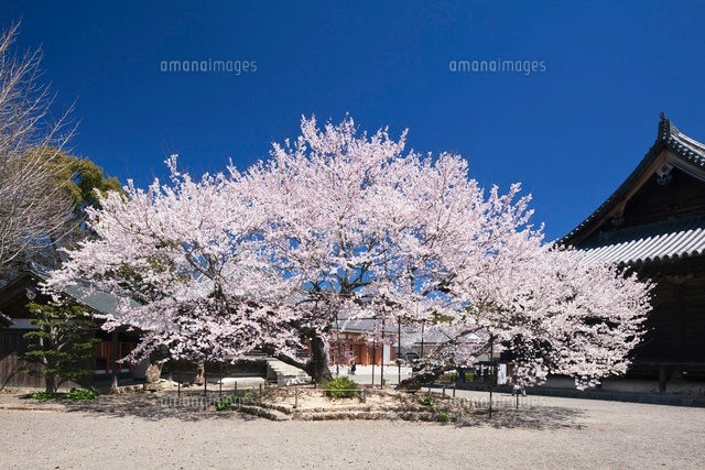 道成寺の入相桜
(c)YOSHITSUGU NISHIGAKI/SEBUN PHOTO