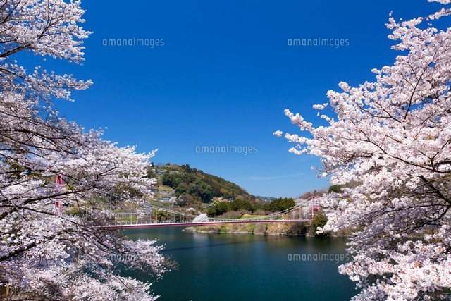 桜と月ケ瀬湖
(c)YOSHITSUGU NISHIGAKI/SEBUN PHOTO