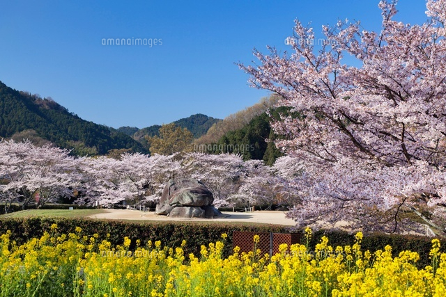 桜と菜の花畑と石舞台
(c)YOSHITSUGU NISHIGAKI/SEBUN PHOTO