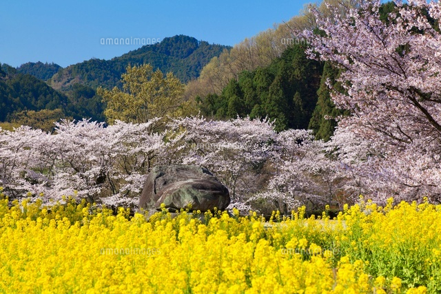 桜と菜の花畑と石舞台
(c)YOSHITSUGU NISHIGAKI/SEBUN PHOTO