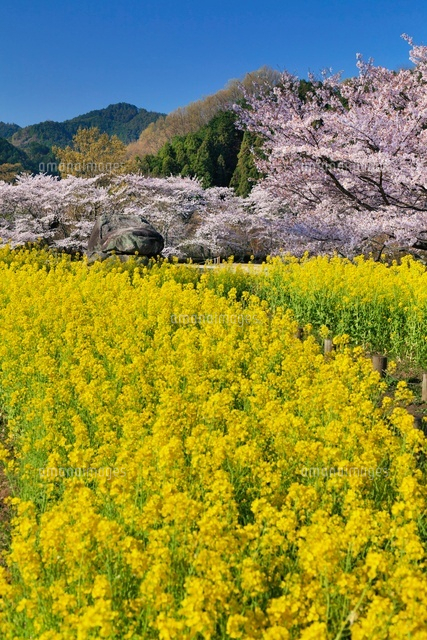 桜と菜の花畑と石舞台
(c)YOSHITSUGU NISHIGAKI/SEBUN PHOTO
