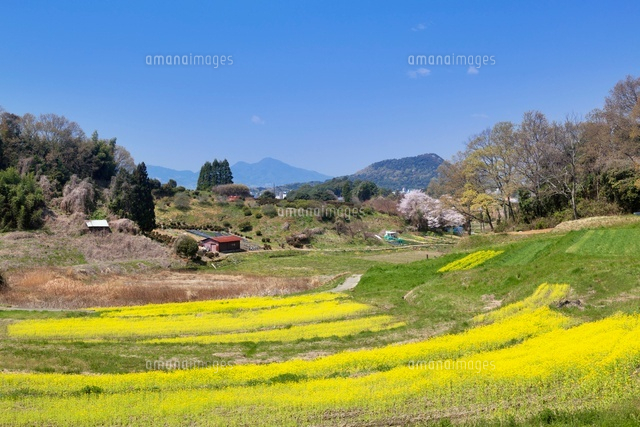 菜の花と畝傍山と二上山
(c)YOSHITSUGU NISHIGAKI/SEBUN PHOTO