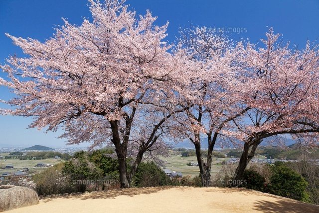 桜咲く甘樫の丘より耳成山
(c)YOSHITSUGU NISHIGAKI/SEBUN PHOTO
