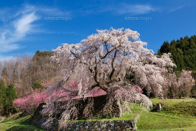 又兵衛桜
(c)YOSHITSUGU NISHIGAKI/SEBUN PHOTO