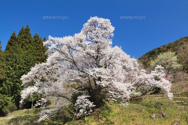 仏隆寺千年桜
(c)YOSHITSUGU NISHIGAKI/SEBUN PHOTO