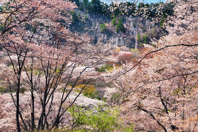 桜咲く屏風岩と屏風岩公苑
(c)YOSHITSUGU NISHIGAKI/SEBUN PHOTO