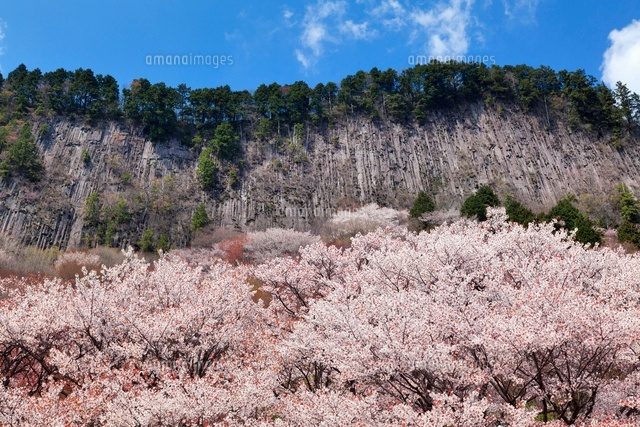 桜咲く屏風岩と屏風岩公苑
(c)YOSHITSUGU NISHIGAKI/SEBUN PHOTO