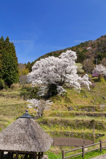 仏隆寺千年桜
(c)YOSHITSUGU NISHIGAKI/SEBUN PHOTO