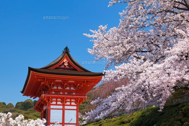 桜と清水寺仁王門
(c)YOSHITSUGU NISHIGAKI/SEBUN PHOTO