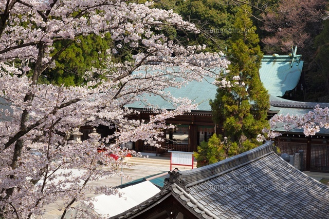 桜咲く京都霊山護国神社
(c)YOSHITSUGU NISHIGAKI/SEBUN PHOTO