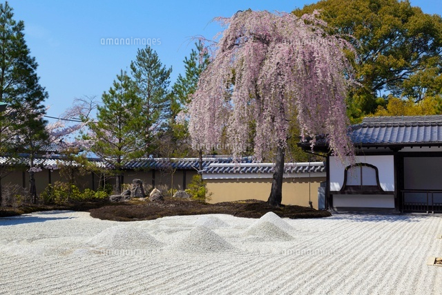 しだれ桜咲く高台寺
(c)YOSHITSUGU NISHIGAKI/SEBUN PHOTO