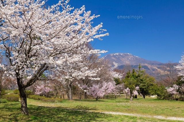 桜と伊吹山
(c)YOSHITSUGU NISHIGAKI/SEBUN PHOTO