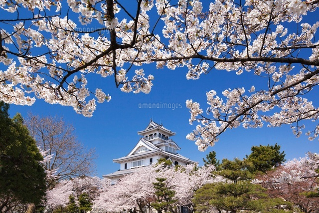 桜と長浜城
(c)YOSHITSUGU NISHIGAKI/SEBUN PHOTO
