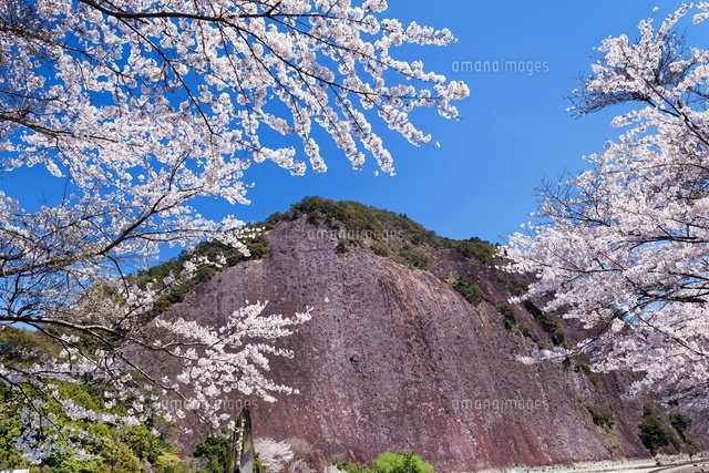 桜と古座川一枚岩
(c)YOSHITSUGU NISHIGAKI/SEBUN PHOTO