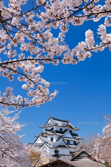 桜と彦根城
(c)YOSHITSUGU NISHIGAKI/SEBUN PHOTO