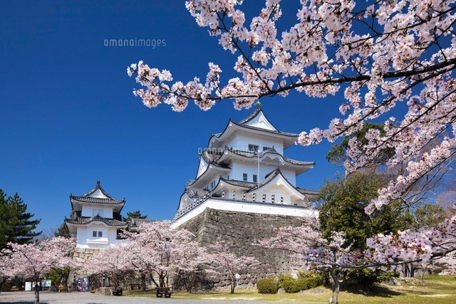 桜と伊賀上野城
(c)YOSHITSUGU NISHIGAKI/SEBUN PHOTO