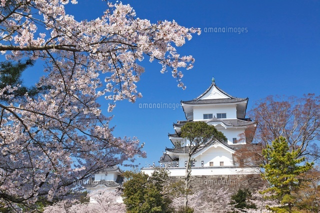 桜と伊賀上野城
(c)YOSHITSUGU NISHIGAKI/SEBUN PHOTO