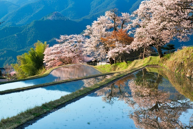 三多気の桜
(c)YOSHITSUGU NISHIGAKI/SEBUN PHOTO