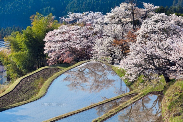 三多気の桜
(c)YOSHITSUGU NISHIGAKI/SEBUN PHOTO