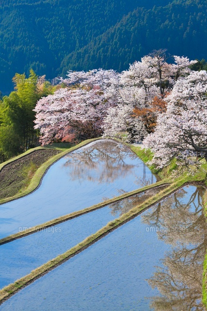 三多気の桜
(c)YOSHITSUGU NISHIGAKI/SEBUN PHOTO